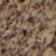 Brindle / Tilandsia Purpl