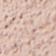 Cameo Rose / Safari