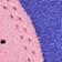 Lilas/Purple