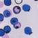 Blueberries