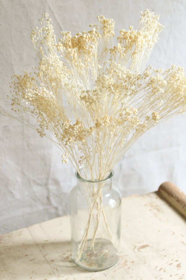 Roxanne’s Dried Flowers Bleached Gypsophila Bloom #1