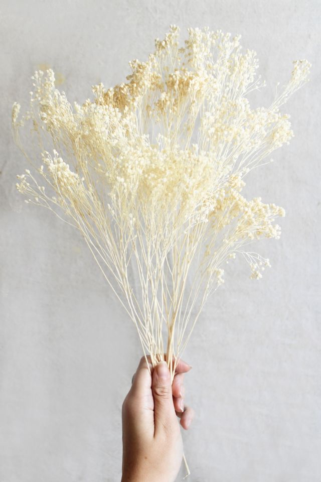 Roxanne’s Dried Flowers Bleached Gypsophila Bloom #2