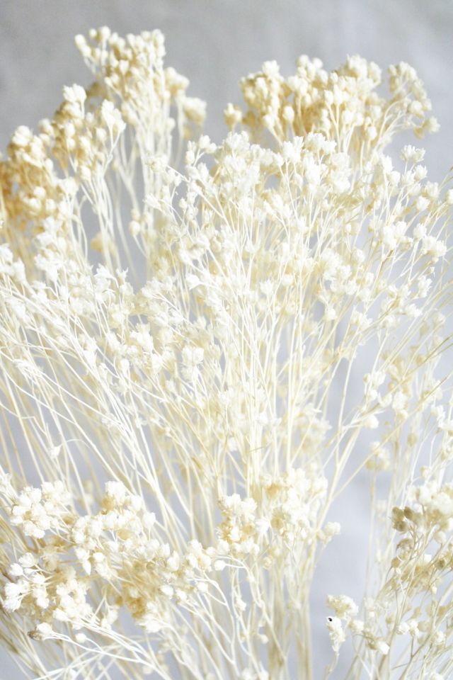 Roxanne’s Dried Flowers Bleached Gypsophila Bloom | Urban Outfitters