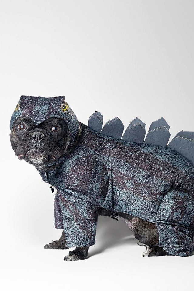 Dinosaur Pet Costume #1