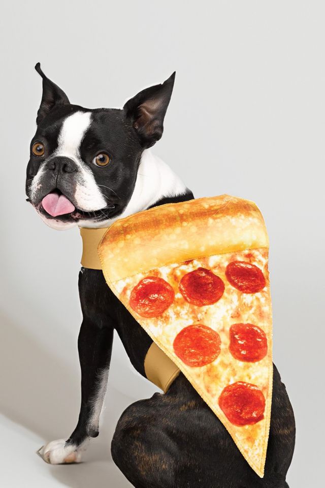 Pizza Pet Costume #1