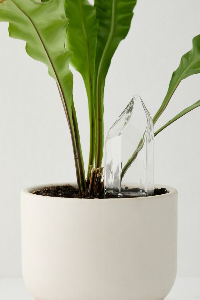Glass Crystal Self-Watering Bulb #1