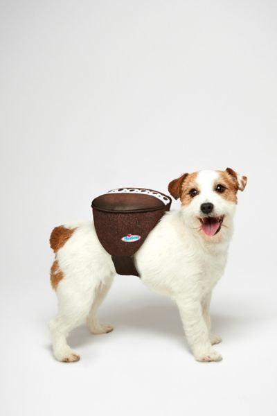 Urban Outfitters Hostess Sweet Treat Halloween Pet Costume In Cupcake At  In Cupcake