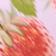 Pink Strawberry