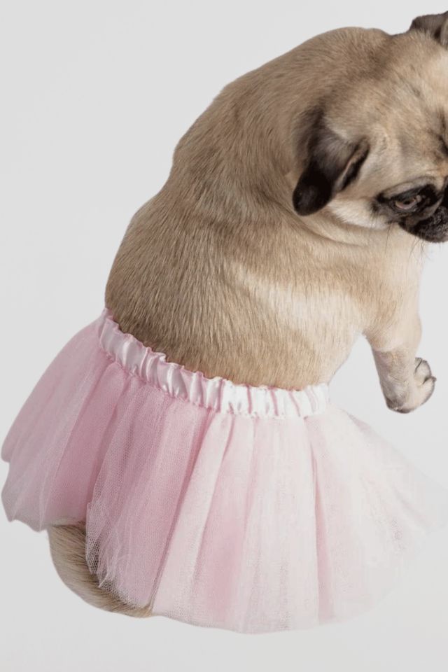 Silver Paw Pink Tutu Dog Costume #1