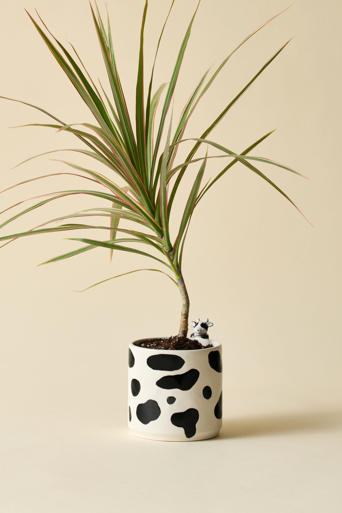 Moo Peeking Cow Ceramic Planter - Black + White, Regular, ONE SIZE