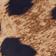 Animal Print