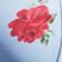 Rosewater