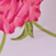 Oversized Peony