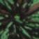 Black + Summer Green