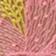Dianthus Pink