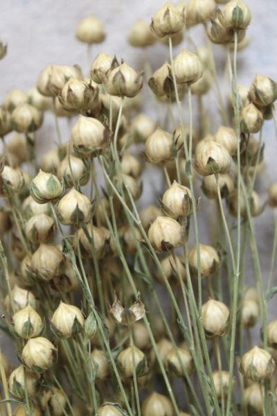 Roxanne’s Dried Flowers Dried Flax