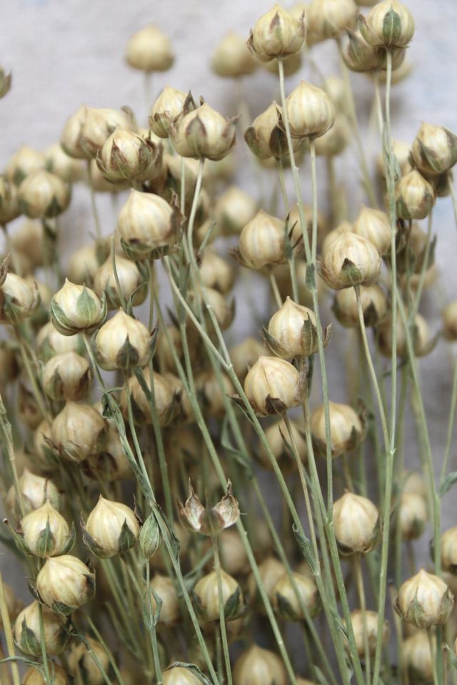 Roxanne’s Dried Flowers Dried Flax #1