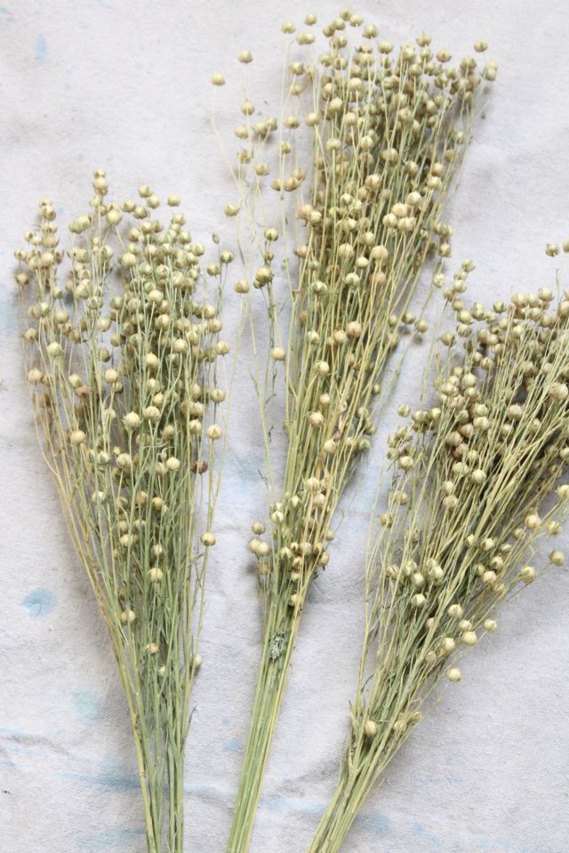 Roxanne’s Dried Flowers Dried Flax #2