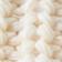 Gardenia White