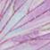 Butterfly Wings