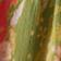 Green Multi
