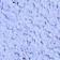 Black + Cornflower Blue